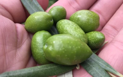 Molino y Cata el lugar para comprar Aceites de cosecha temprana